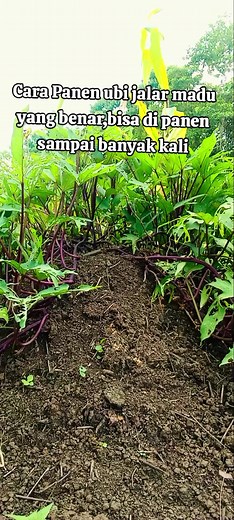 #caraPanenubijalar#hasilkebunsendiri#janganlangsung dicabut#dipanenberulang-ulang🍠🍠🍠 🍠