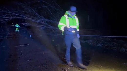 20K views · 82 reactions | Tree across the road in Shannon. | Matt Laubhan | Facebook