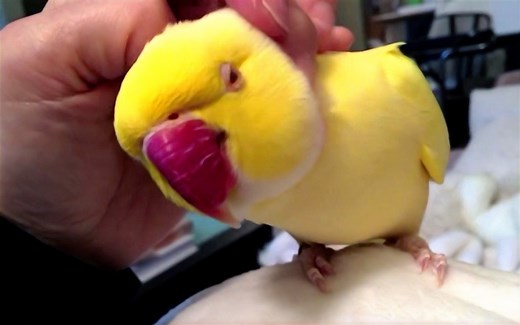 "tickle, tickle!" 快！给我挠痒痒！