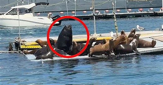 Utterly gigantic sea lion joins friends on California pier