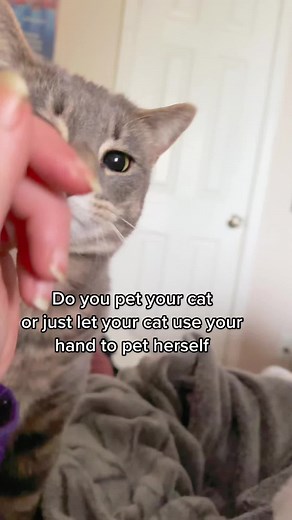 Hand Pet Meme: Do You Pet Your Cat or Let Her Use Your Hand?