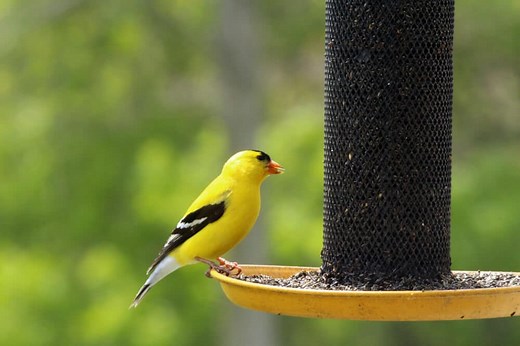 6 Best Bird Feeders For Small Birds (2025)