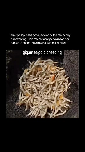 346K views · 3.2K reactions | Matriphagy is the act of offspring...