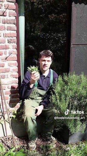 Rosmarin richtig zurückschneiden für kräftigen Wuchs