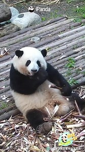 66K views · 4.5K reactions | Playing on a slide is a good way to help digest. (He Hua, He Ye, Xiang Bing, Chuan Zai & Xiao Yatou) #HiPanda #ChengduPandaBase #PandaMoment #PandaOfToday Sweet memories of panda baby and mom, please check out: https://t.hk.uy/bBwP | iPanda | Facebook