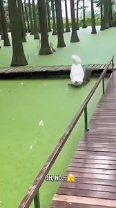 💡Goofy dog mistakes green pond for grass field and gets wet 😆 | Now I've Seen Everything
