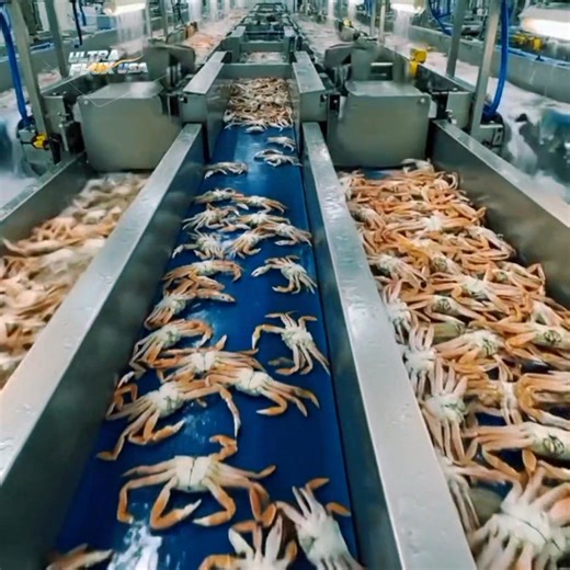 👇 THIS IS HOW MUD CRABS GO FROM POND TO PLATE 👇 you have to see the full factory process—how wild crabs are harvested, graded, cleaned, and exported across the globe. we went inside massive crab processing giga-facilities where robotic graders sort XL, Big, M, GL, RB & RL sizes in milliseconds. the automated mud-removal jets wash 5,000 crabs per hour! watch until the end to see the live export packaging! ❤️ like if you appreciate industrial seafood engineering. 🔄 share this with someone who l