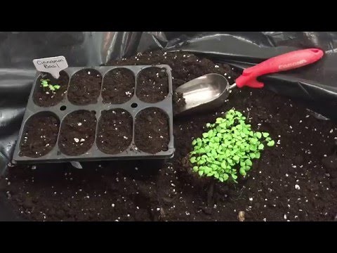 How to transplant seedlings from mass-planted seed start trays