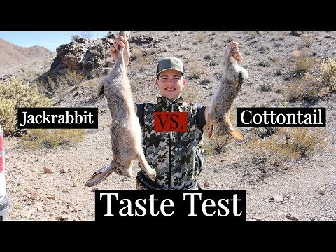 RABBIT HUNT! Catch Clean Cook Taste Comparison