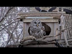 Female Barred Owl Emerges from Nest in Morning Light | March 4, 2025