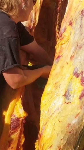 in the field processing a cattle beast