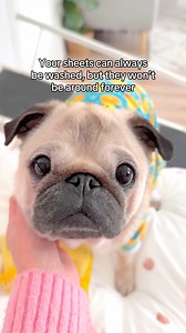 5.2M views · 254K reactions | Cherish every single day and every single cuddle with them in your bed 凉勺 #pug #dog #dogsofinstagram #pugsofinstagram #WeeklyFluff | Loulou the pug | Facebook