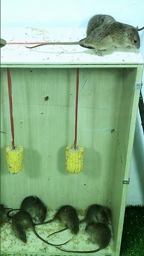 How to make effective mouse trap works every time #mousetrap #diy #mouse #rat