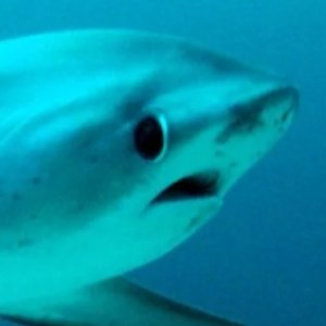 MrFuzzyWubbleZ - Twitch