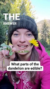 Stop spraying the dandelions and start eating them instead! #foraging #apothecarymary #wildfoodlove #dandelion #dandelioncoffee #wildedibles #forager #foragedfood | Apothecary Mary