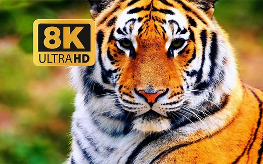 8K UHD 超高清 动物视界 各种动物