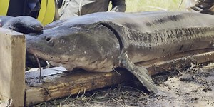 Sturgeon restoration efforts in Michigan show significant progress