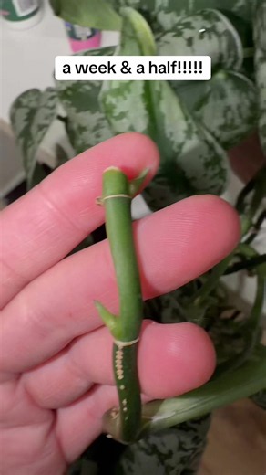 Plant Cloning with Keiki Paste: Fuller, Lush Growth in 1.5 Weeks