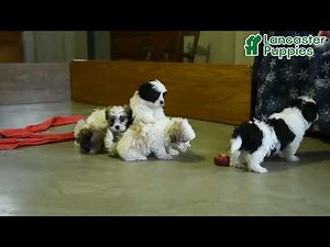 Precious Malshi Puppies