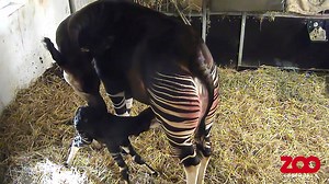 Copenhagen Zoo sees birth of Denmark's first okapi calf in 50 years (Credit: YouTube/Copenhagen Zoo via Storyful) | Yahoo Canada