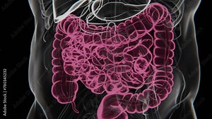 Human digestive system animations in X-ray mode | Animated Large intestine | irritable bowel syndrome