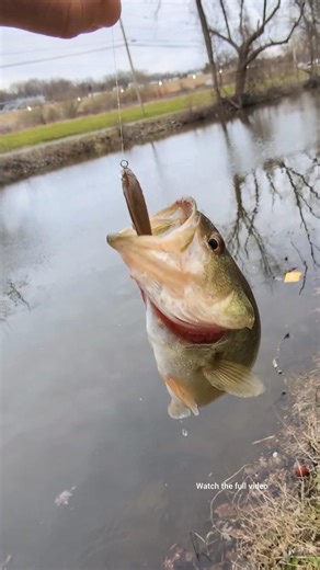 Catching a Largemouth Bass with MAX 4 Micro Minnow Fishing Lure