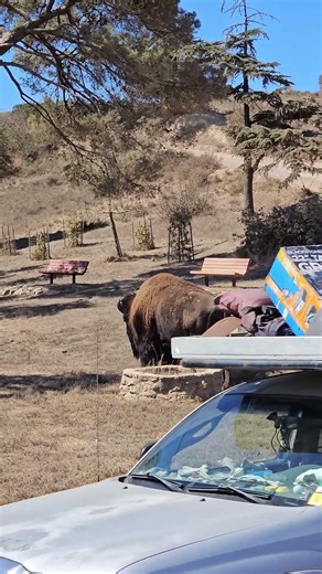 Wild Bison of Catalina Island 🦬 | California’s Hidden Giants@Modjo Coast