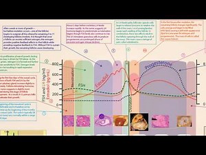 The Human Reproductive Cycle