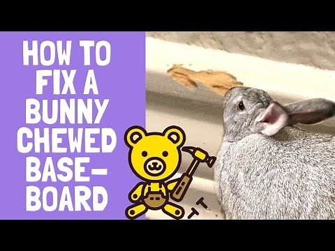 How To Fix Bunny Chewed Baseboards