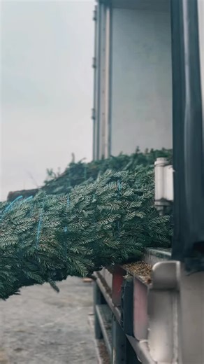 🎄✨ Christmas Tree Season is HERE at Reston Farm! ✨🎄 Fresh-cut Douglas, Fraser & Noble Fir just arrived — hand-selected for the best shape, color, and needle retention. Looking for the perfect tree? Our team will help you find the freshest fir and get you all set with ProLong Tree Preserver, the must-have additive that keeps your tree hydrated, fragrant, and fresh all season long. Come early for the best selection! 📍 Reston Farm Garden Market 🌲 Open daily Hashtags: #RestonFarm #ChristmasTrees