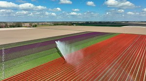 Irrigation pivot gun machine spraying water on a red Tulip field during a dry and sunny spring day.