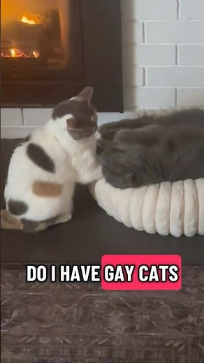 Want to know if my cats are gay #funnycats #cat