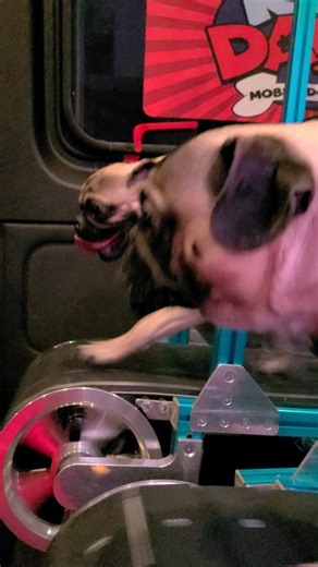 1.9K views · 27 reactions | Pugs on treadmills #rundawg #mobiledoggym #Pug | Run Dawg | Facebook