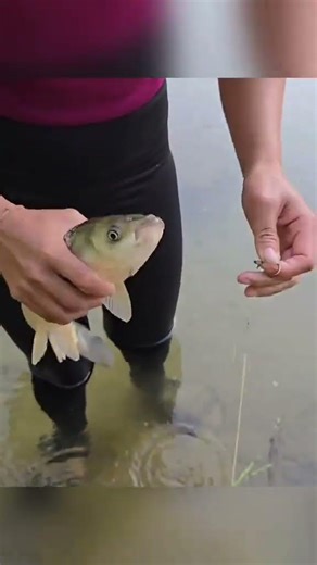 Simple fish trap using spinner made from bamboo, catching many super giant fish | Em Tên Toan