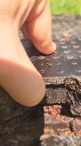 1.6K views · 21 reactions | Australian native stingless bees  . . . . . . . . . . . . . . . . . . . #beekeeper #bees #australia #insectlovers #beesofinstogram #beesknees #polinators #brisbane #savethenativebees #savethebees #nature #meliponiculture #awesomeearth #beephotogtaphy #pollinators #apismellifera #sustainability #backyardbeekeeping #nativebeesofaustralia #austaliannativebees #beesatwork #trendingreels #viral #viralvideos #trypophobi | Urban Native Bees | Facebook