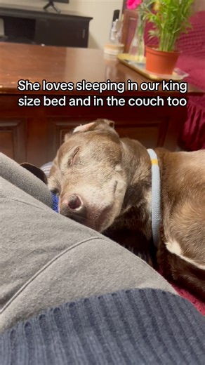 1.6K views · 24 reactions | Well, she’s our furry boss! ❤️ #dog #moki #doglife #Utah #doglove #algorithm | PAWS BY HEART | Facebook