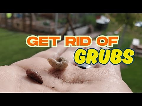 This Natural Grub Control Method Works Milky Spore
