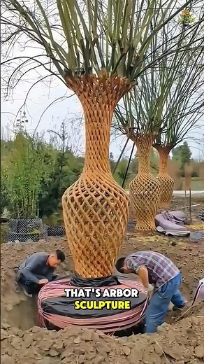 Turning Living Trees Into Art — The Science of Arbor Sculpture