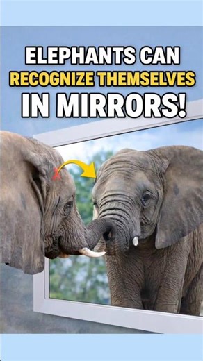 Elephants can recognize themselves in mirrors! #elephant #mirror #naturefacts