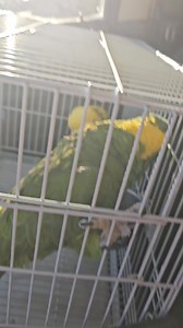 82K views · 6.4K reactions | There 2 won't stop talking! wow! This is a transport cage that is only used for about 25 minutes while rescuing these birds and bringing them back to the rescue. They are in a huge cage at the rescue. | Paradise Parrot Rescue | Facebook