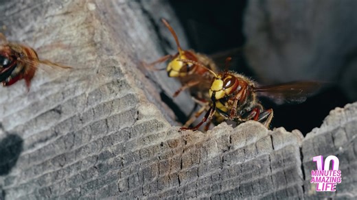 What happens when hornets protect their colony