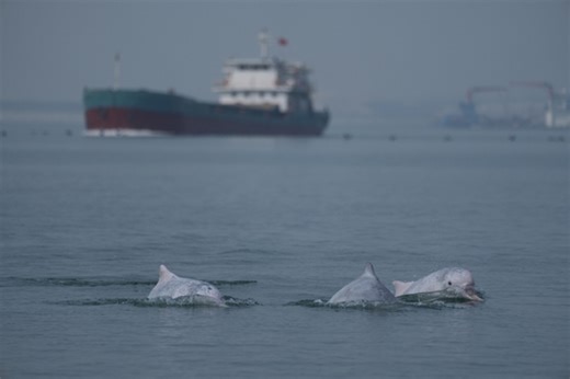 泉州围头湾再炸礁 环保组织称违反环评批复伤害白海豚
