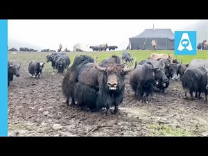 Wild Yak Wallowing in the Mud