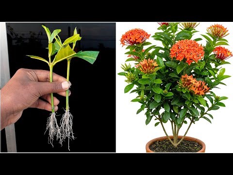 How to growing ixora plant at home | step by step method in this video