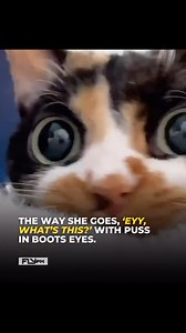 485K views · 1.6K reactions | Awww 梁梁 her eyes.. Fun fact: All calico cats are female — about 99.9% of the time! Source: punchingcat #cat | Fly FM | Facebook