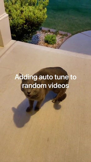 I have my own pets… 🙄 #cats #autotune #remix #catsoftiktok #music #producer