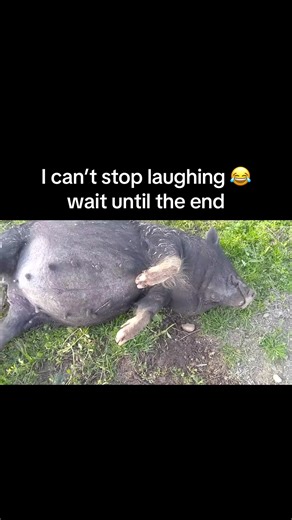 The Fastest Pig You’ll Ever See!