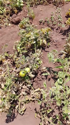 siaca (@siacaniga)’s videos with original sound - King Stone