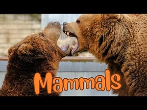 Mammals Up Close: Diversity, Adaptations, and Wonder