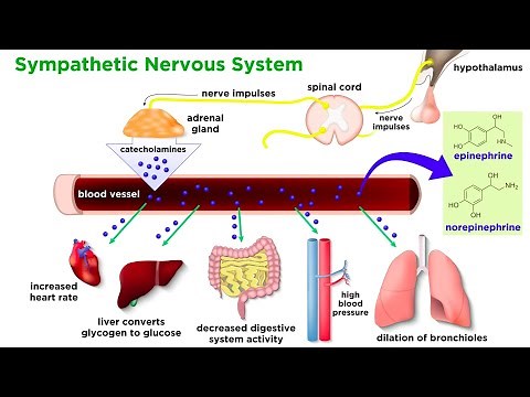 The Physiology of Emotion and Stress